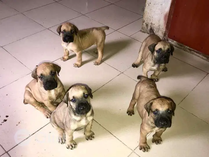 Boerboel Puppies in Johannesburg (28/03/2022)