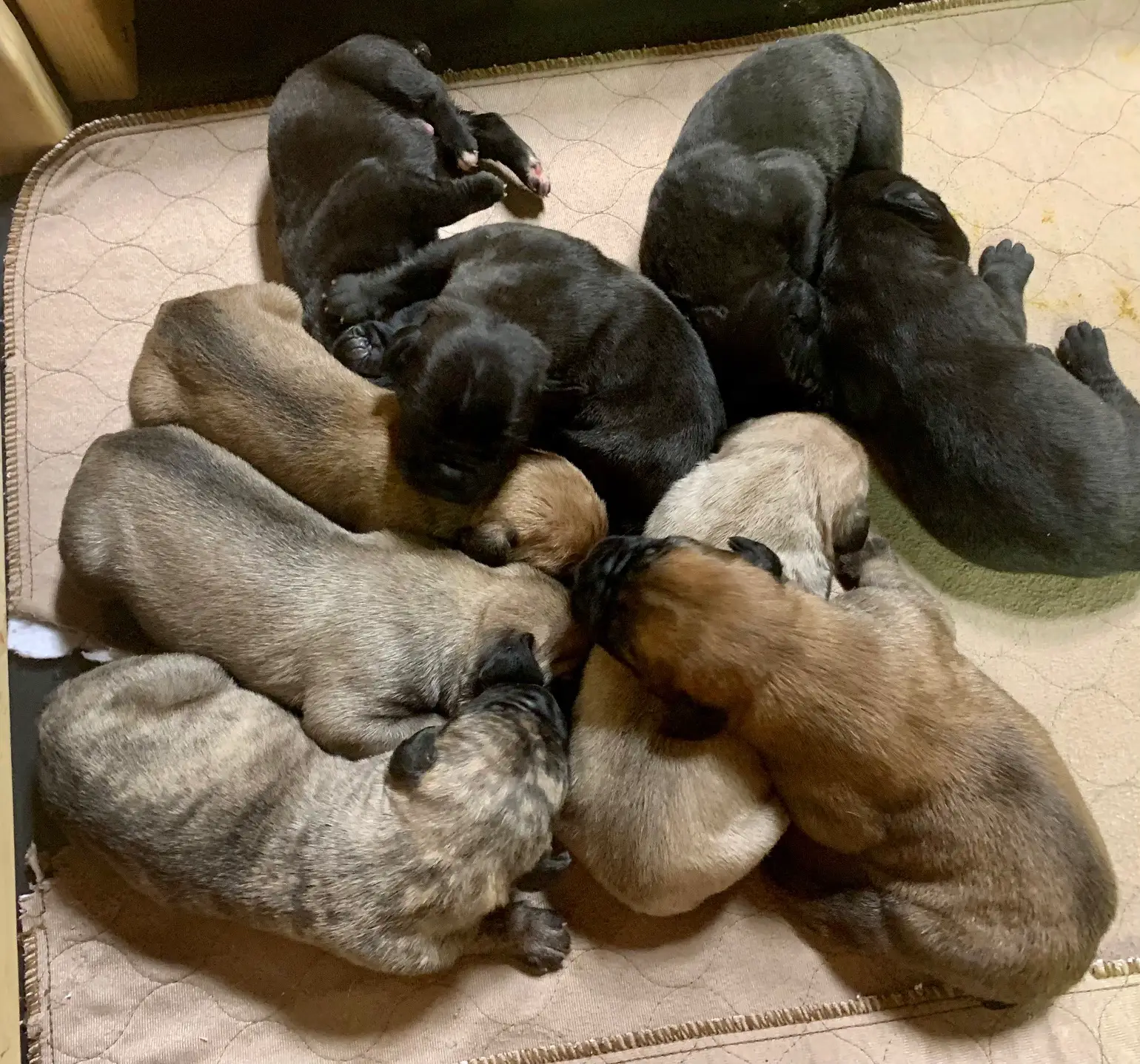 Boerboel Puppies in Kwazulu Natal (28/03/2022)