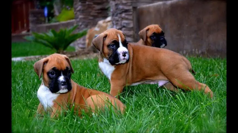 Boxer Puppies in Cape Town (28/03/2022)