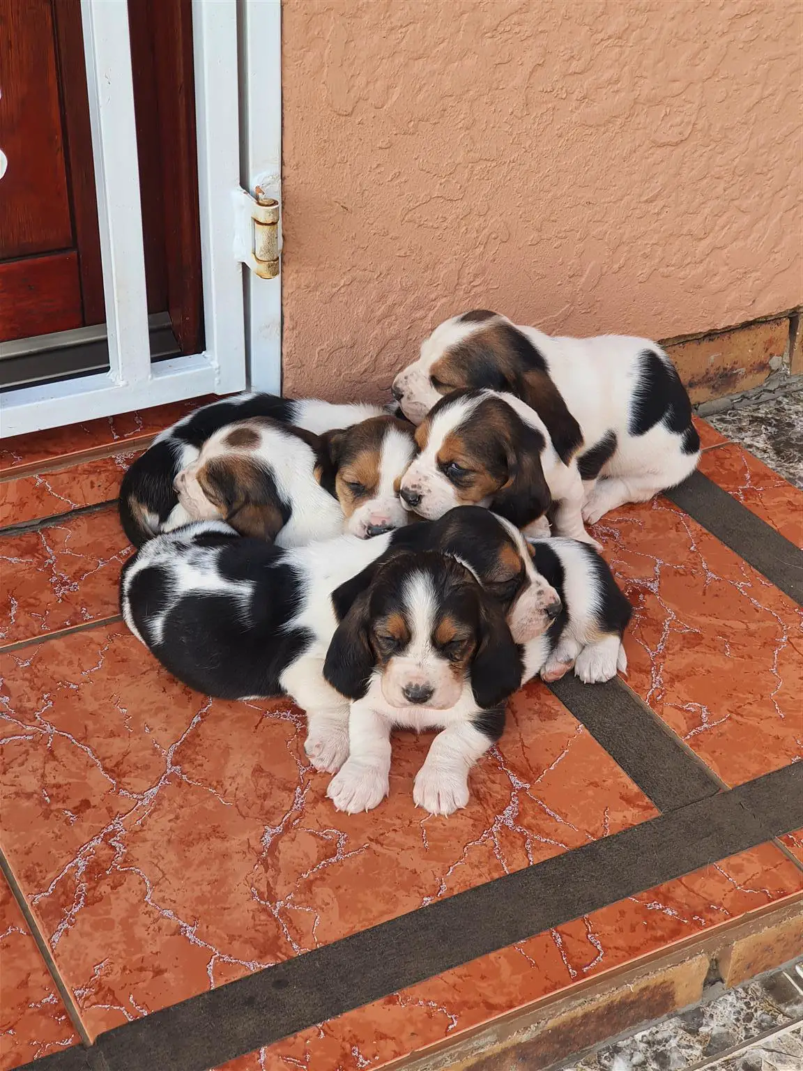 Hound Puppies in Kwazulu Natal (28/03/2022)