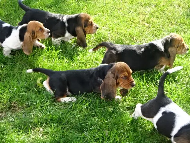 Hound Puppies in Pretoria (28/03/2022)