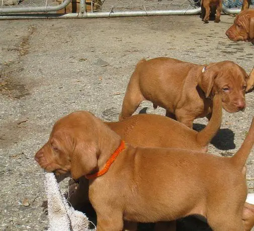 Hungarian Vizsla Puppies in Cape Town (28/03/2022)