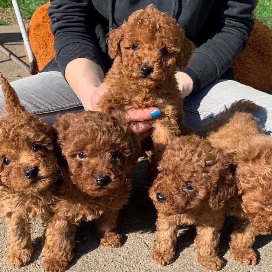 Poodle Puppies in Johannesburg (23/03/2022)
