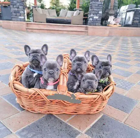 French Bulldog Puppies in Other (23/03/2022)