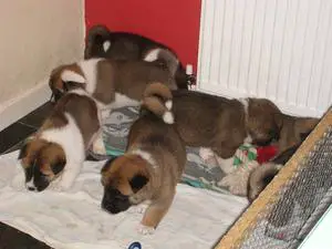 Other Puppies in East Rand (23/03/2022)