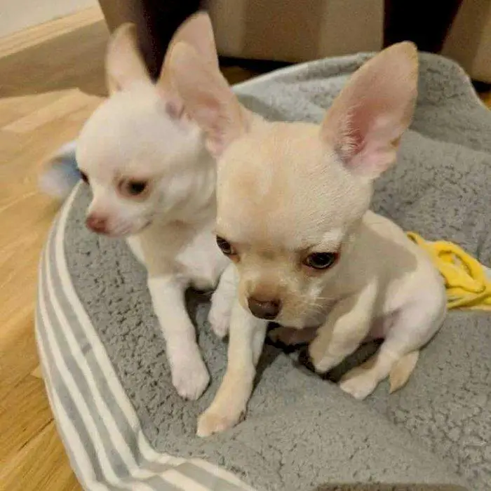 Chihuahua Puppies in Pretoria (23/03/2022)