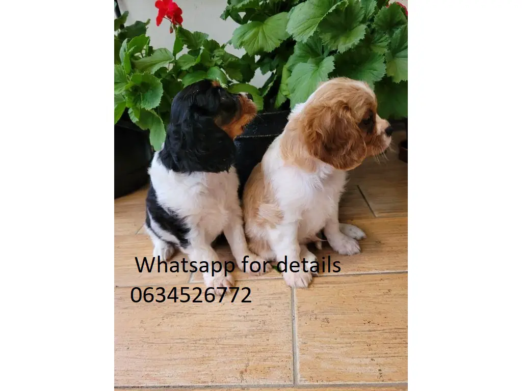 Other Puppies in Kwazulu Natal (23/03/2022)