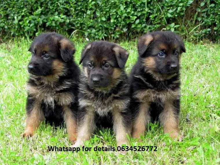 German Sheperd Puppies in Johannesburg (23/03/2022)