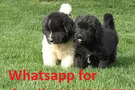 Other Puppies in Kwazulu Natal (22/03/2022)