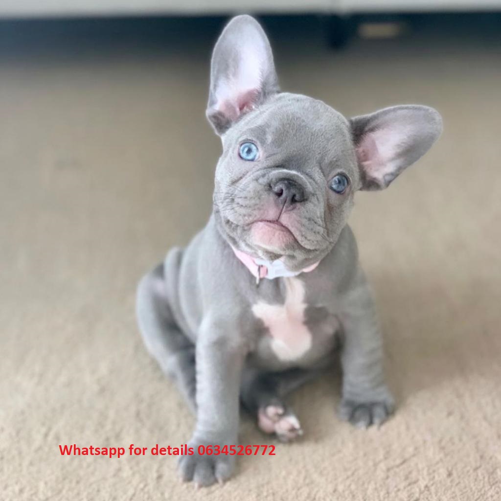 French Bulldog Puppies in Cape Town (22/03/2022)