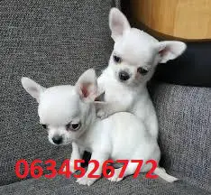 Chihuahua Puppies in Kwazulu Natal (22/03/2022)