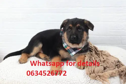 German Sheperd Puppies in Cape Town (22/03/2022)