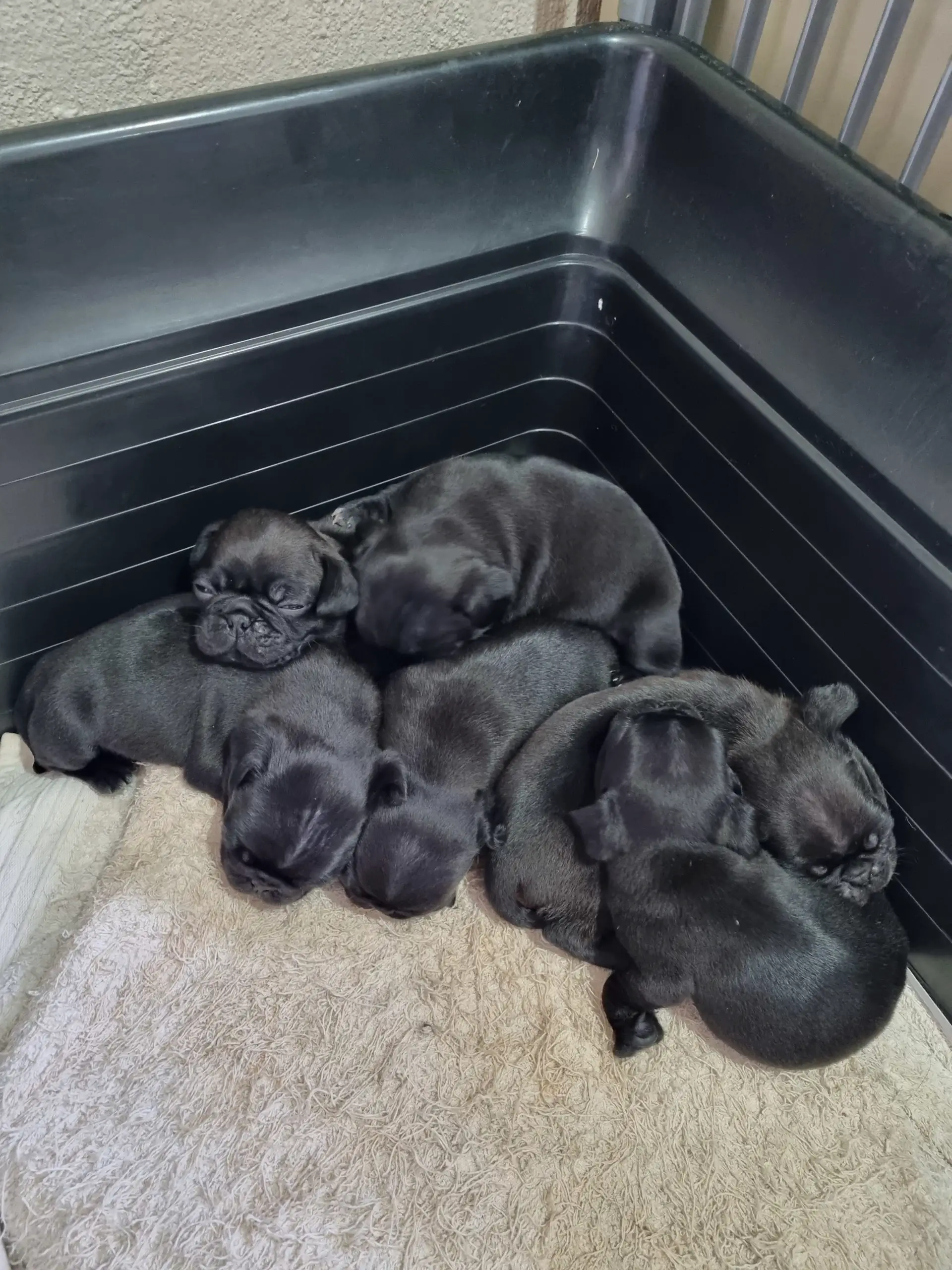 Pug Puppies in East Rand (26/03/2022)