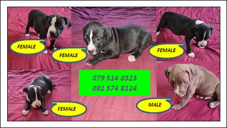 Pitbull Puppies in Pretoria (24/03/2022)