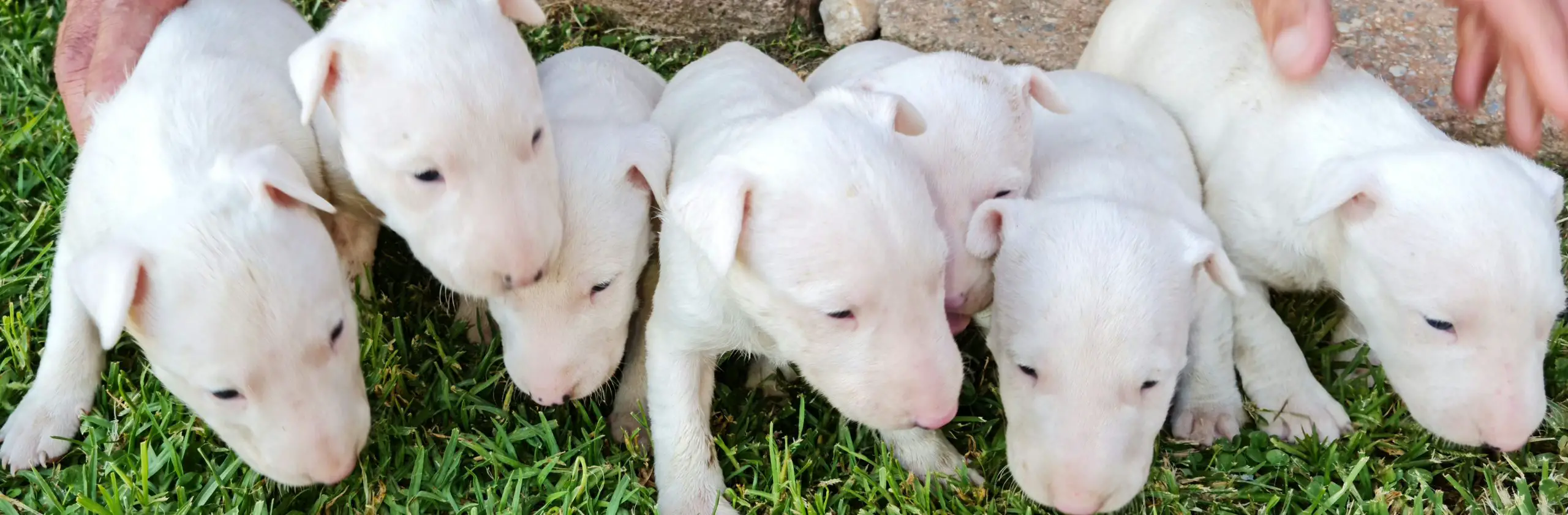 Bull Terrier Puppies in East Rand (11/03/2022)