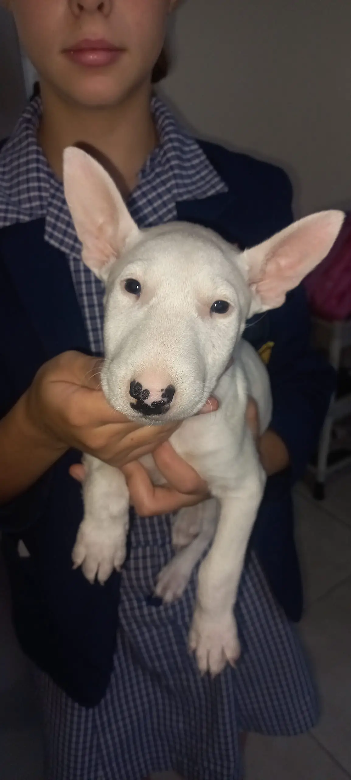 Bull Terrier Puppies in East Rand (01/03/2022)