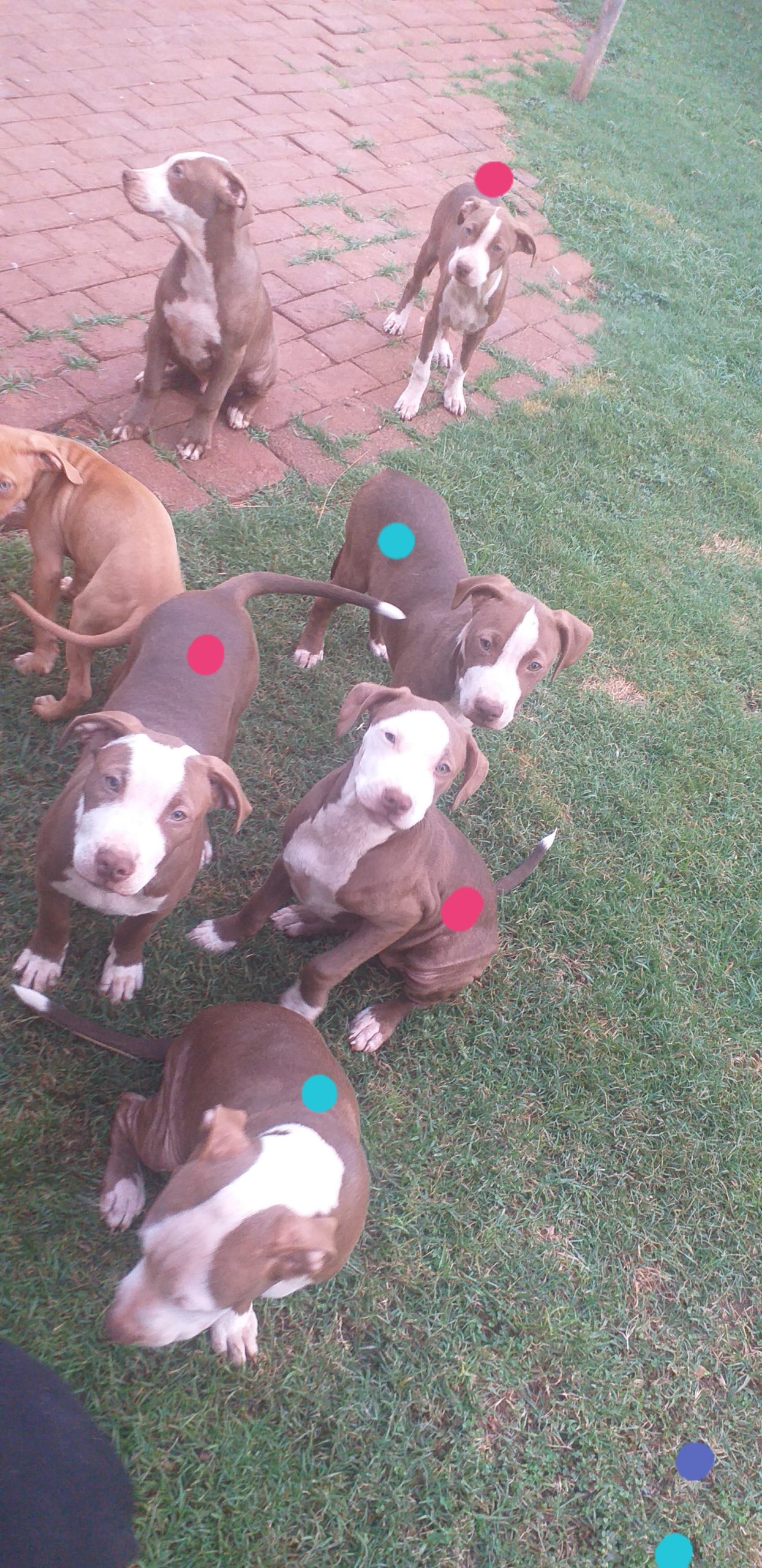 Pitbull Puppies in Pretoria (16/03/2022)