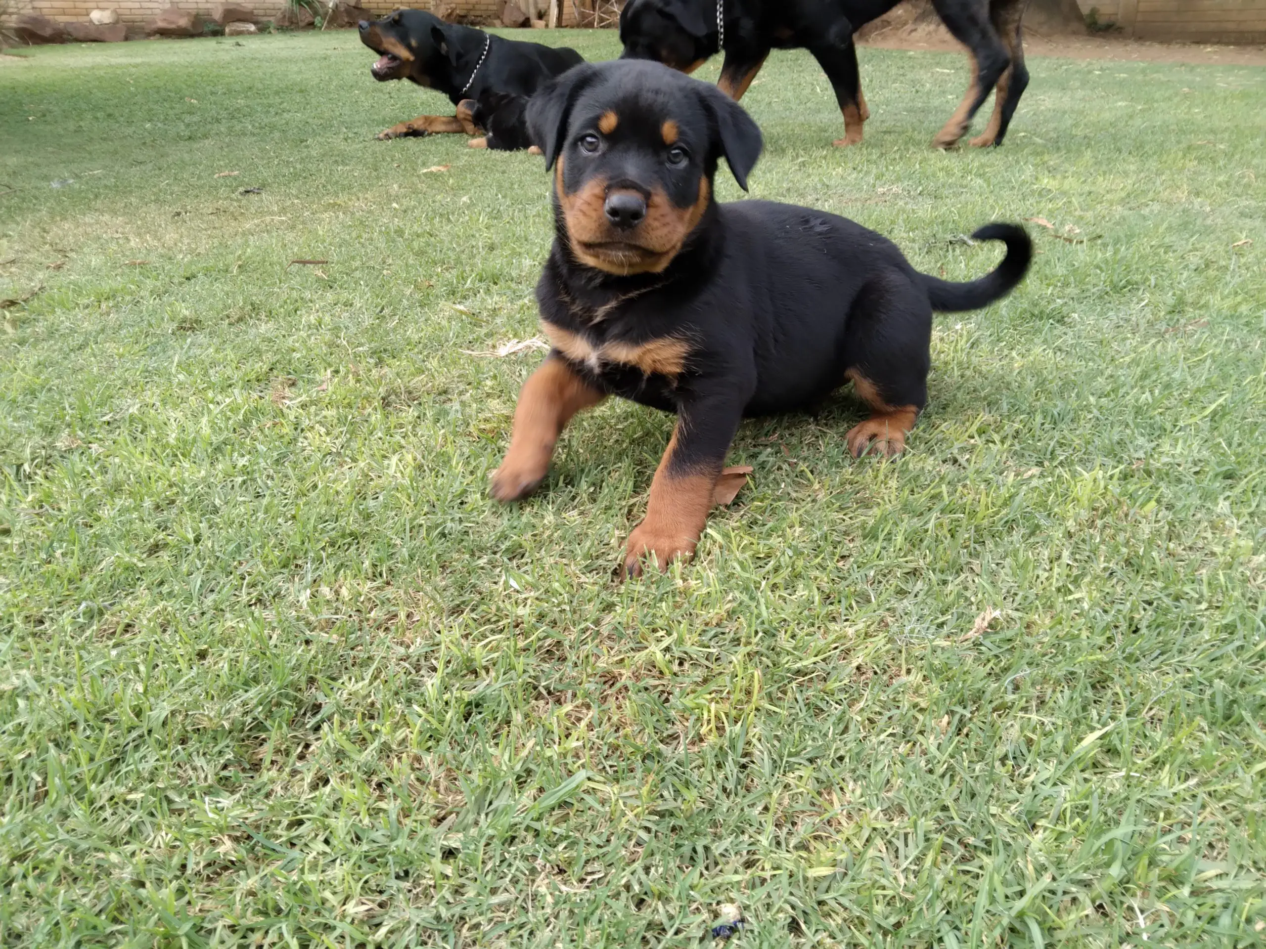 Rottweiler Puppies in Pretoria (16/03/2022)