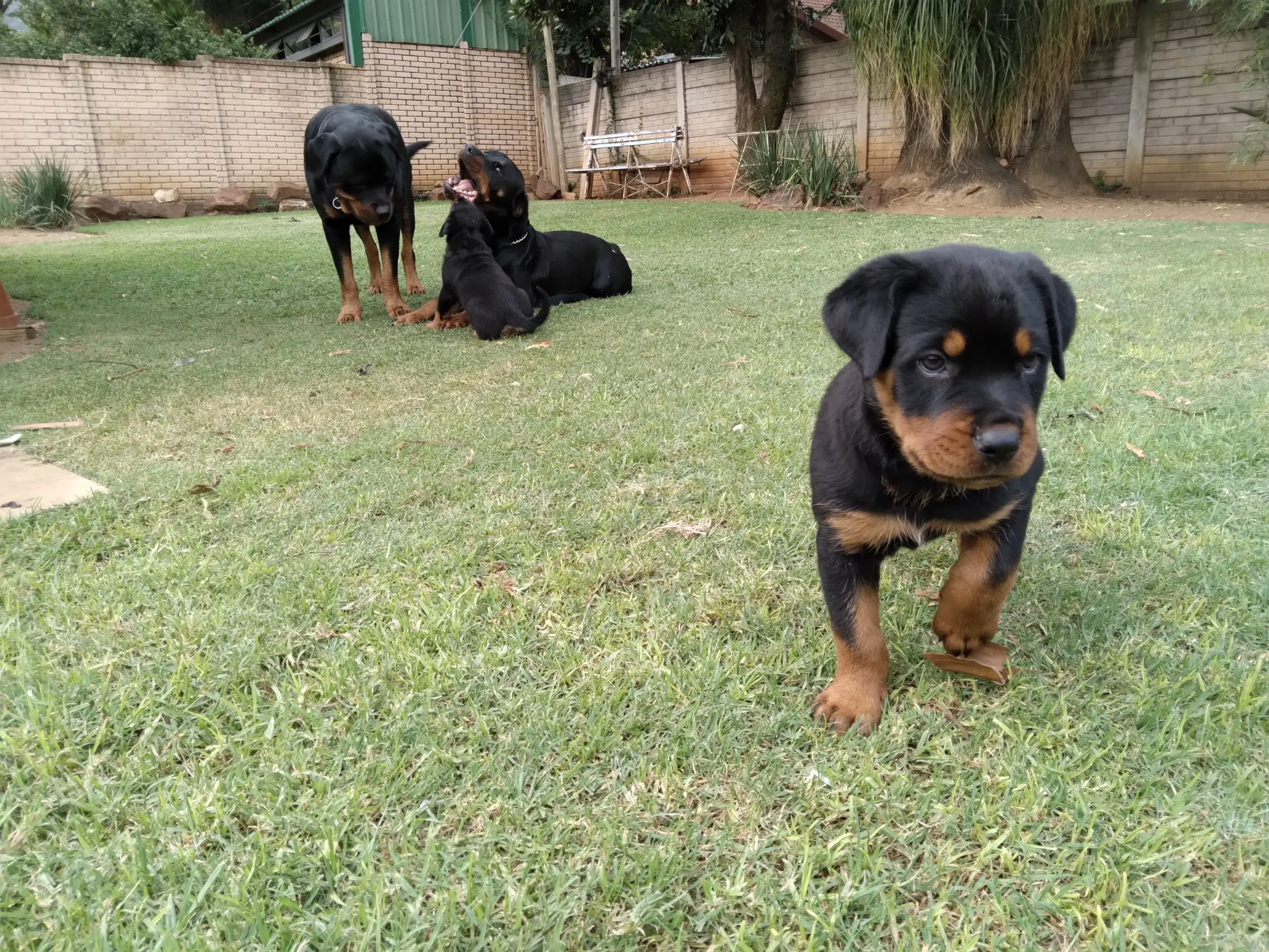 Rottweiler Puppies in Pretoria (17/03/2022)