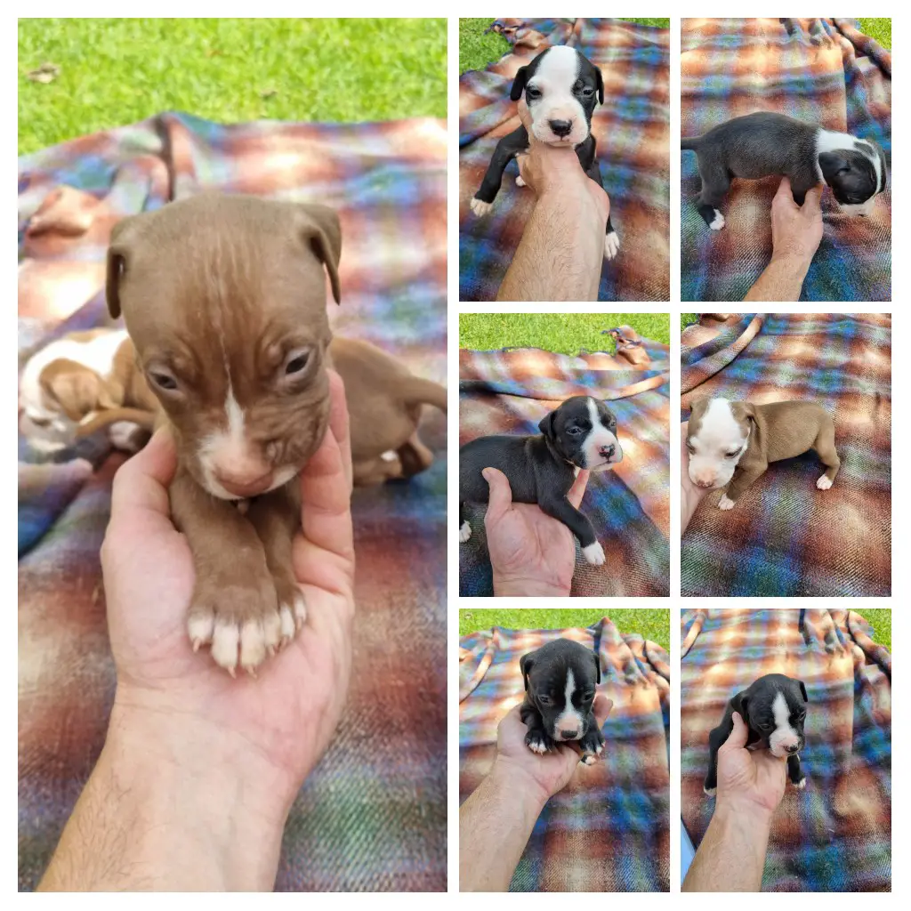 Pitbull Puppies in Pretoria (11/03/2022)