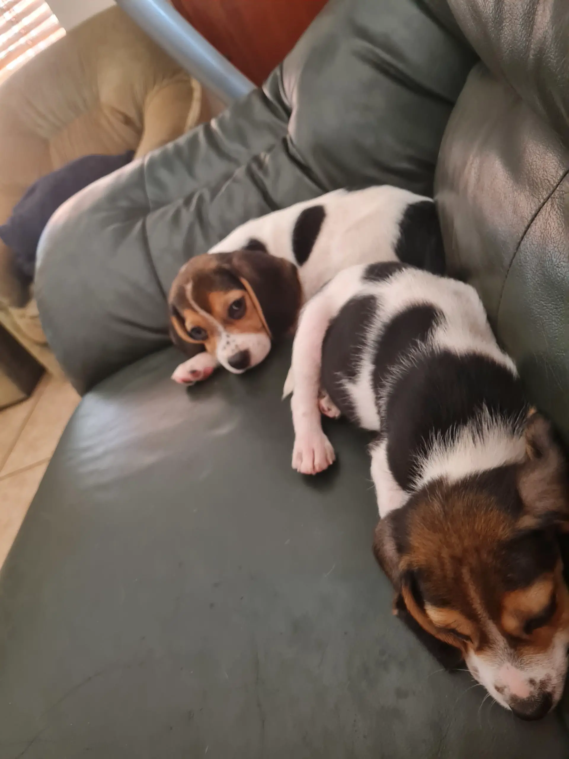 Beagle Puppies in Pretoria (16/03/2022)