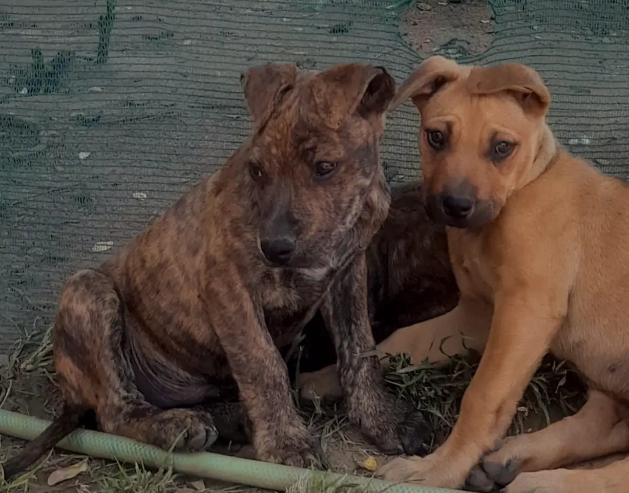 Pitbull Puppies in Johannesburg (21/03/2022)