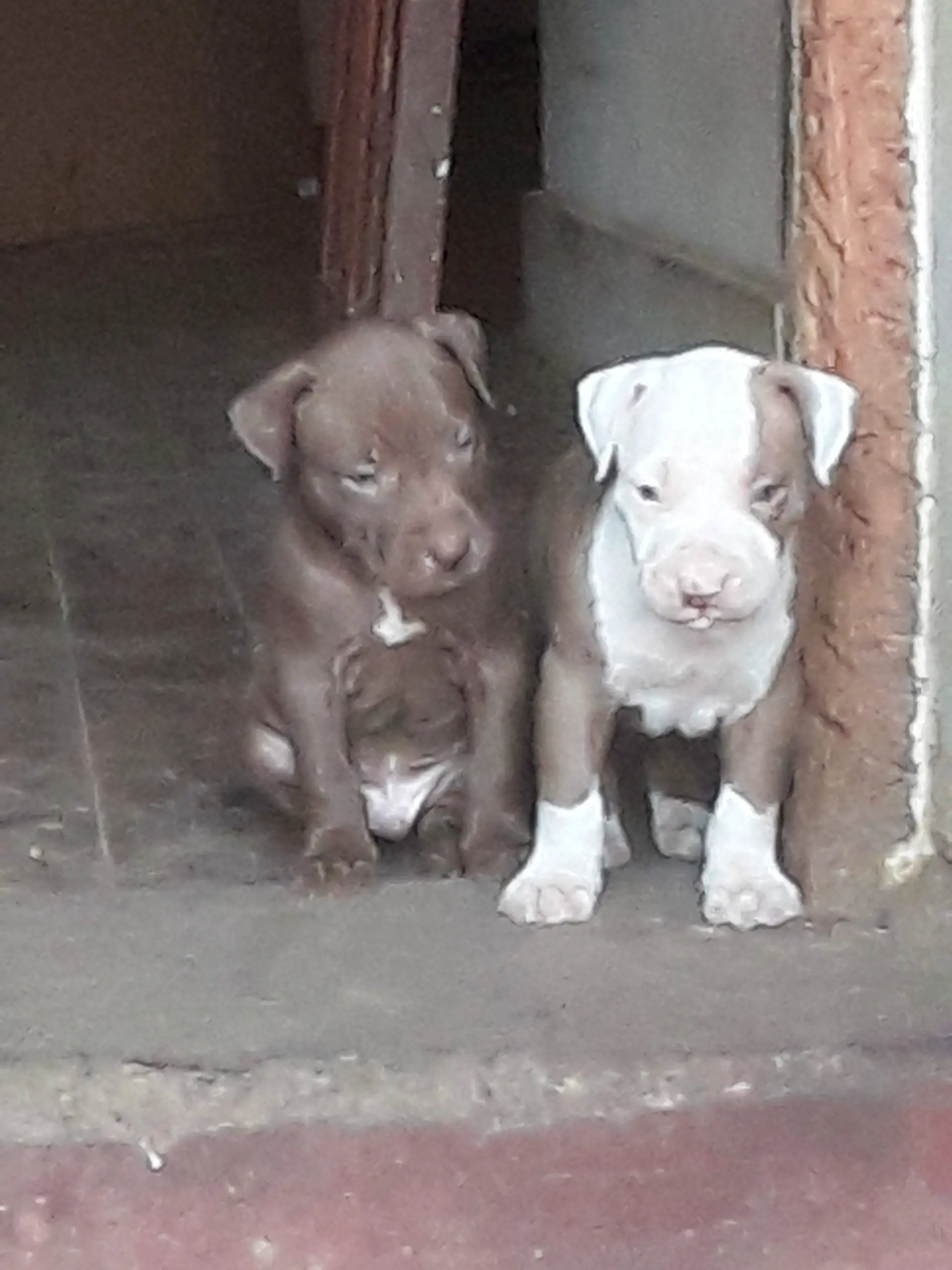 Pitbull Puppies in East Rand (24/03/2022)