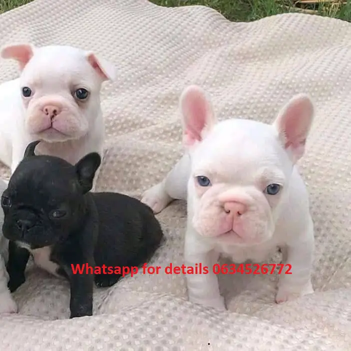French Bulldog Puppies in East Rand (22/03/2022)