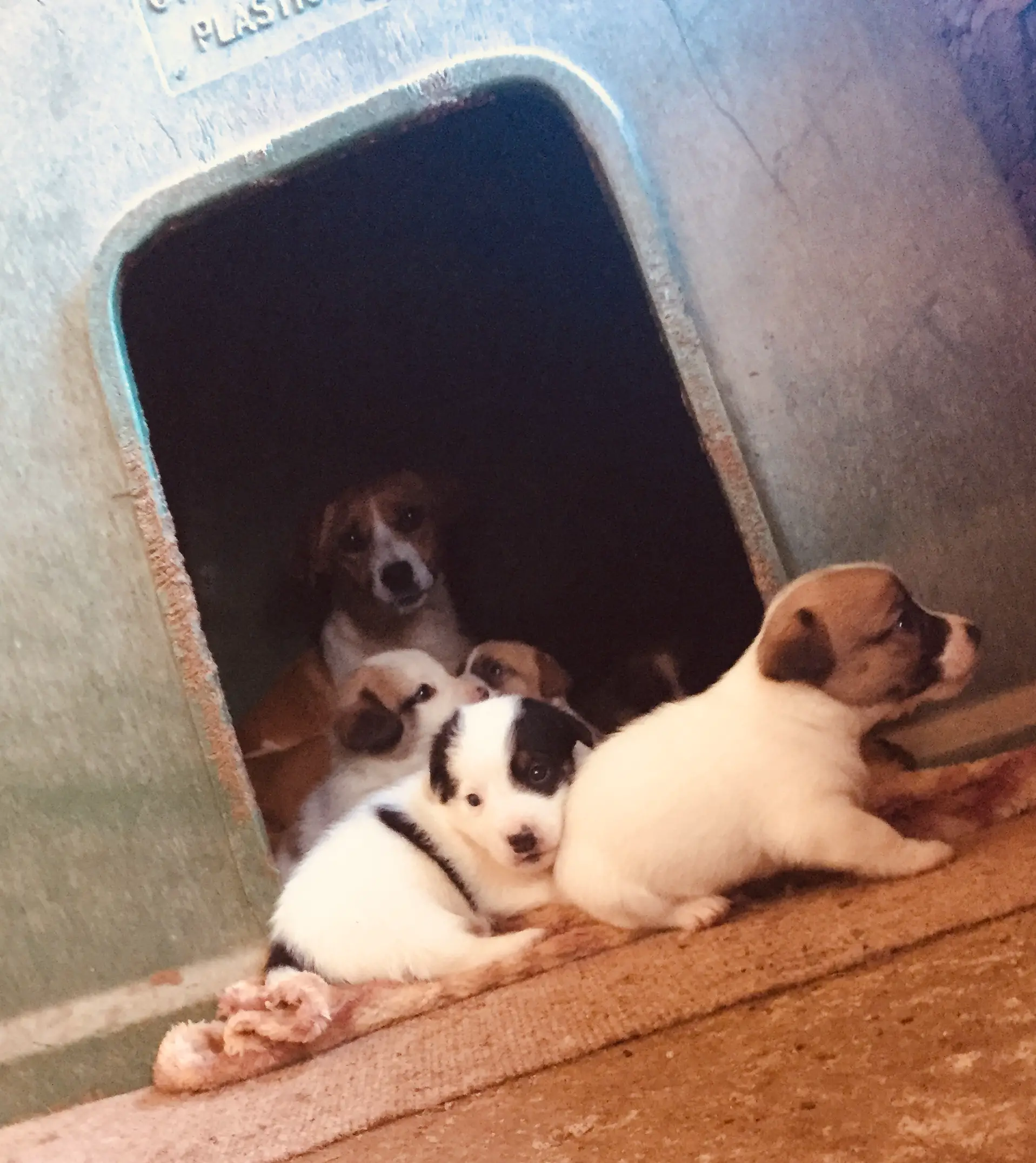 Jack Russell Puppies in Johannesburg (28/03/2022)