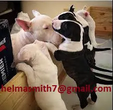 Bull Terrier Puppies in George (21/03/2022)