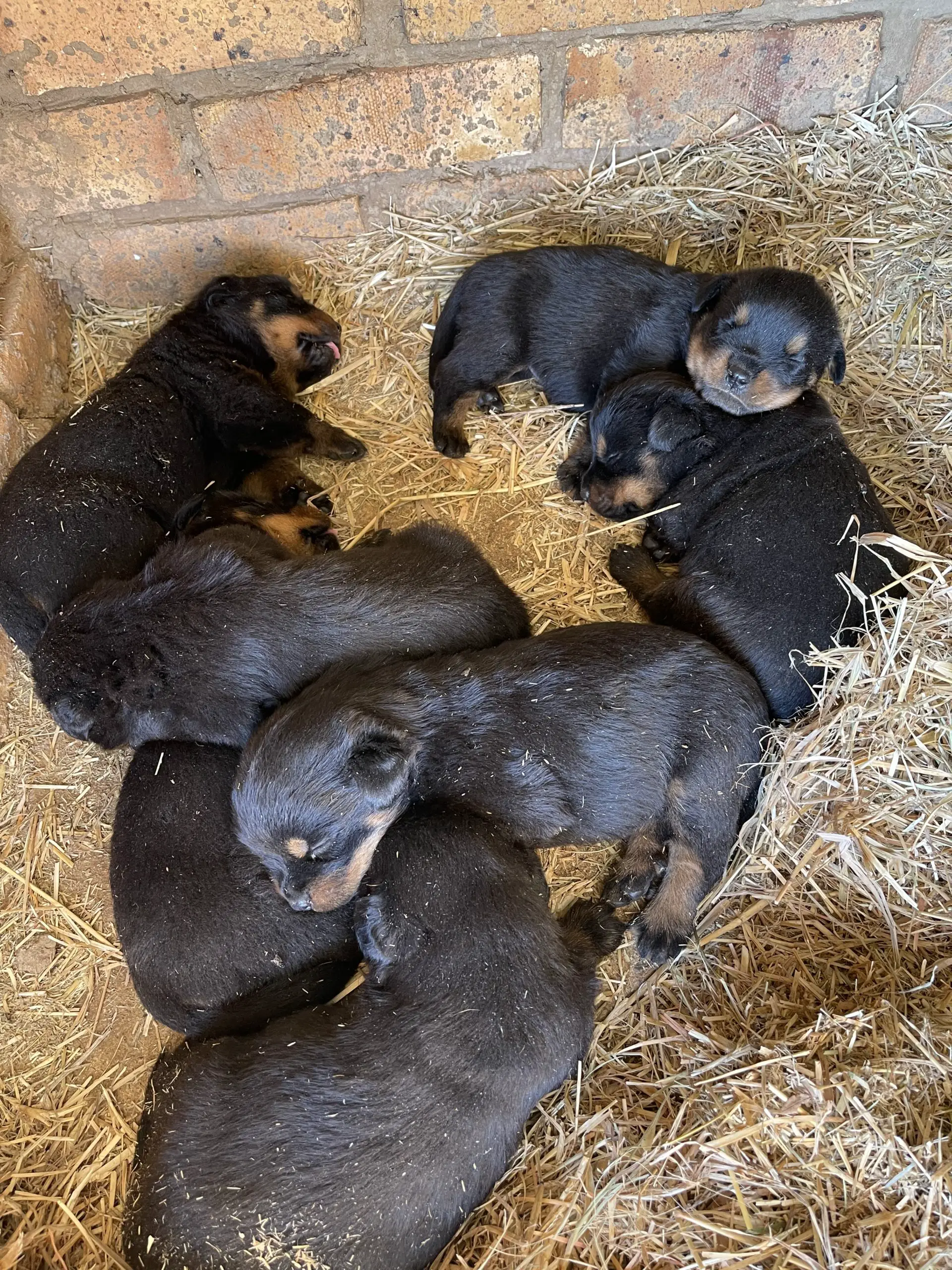 Rottweiler Puppies in Rayton (07/03/2022)