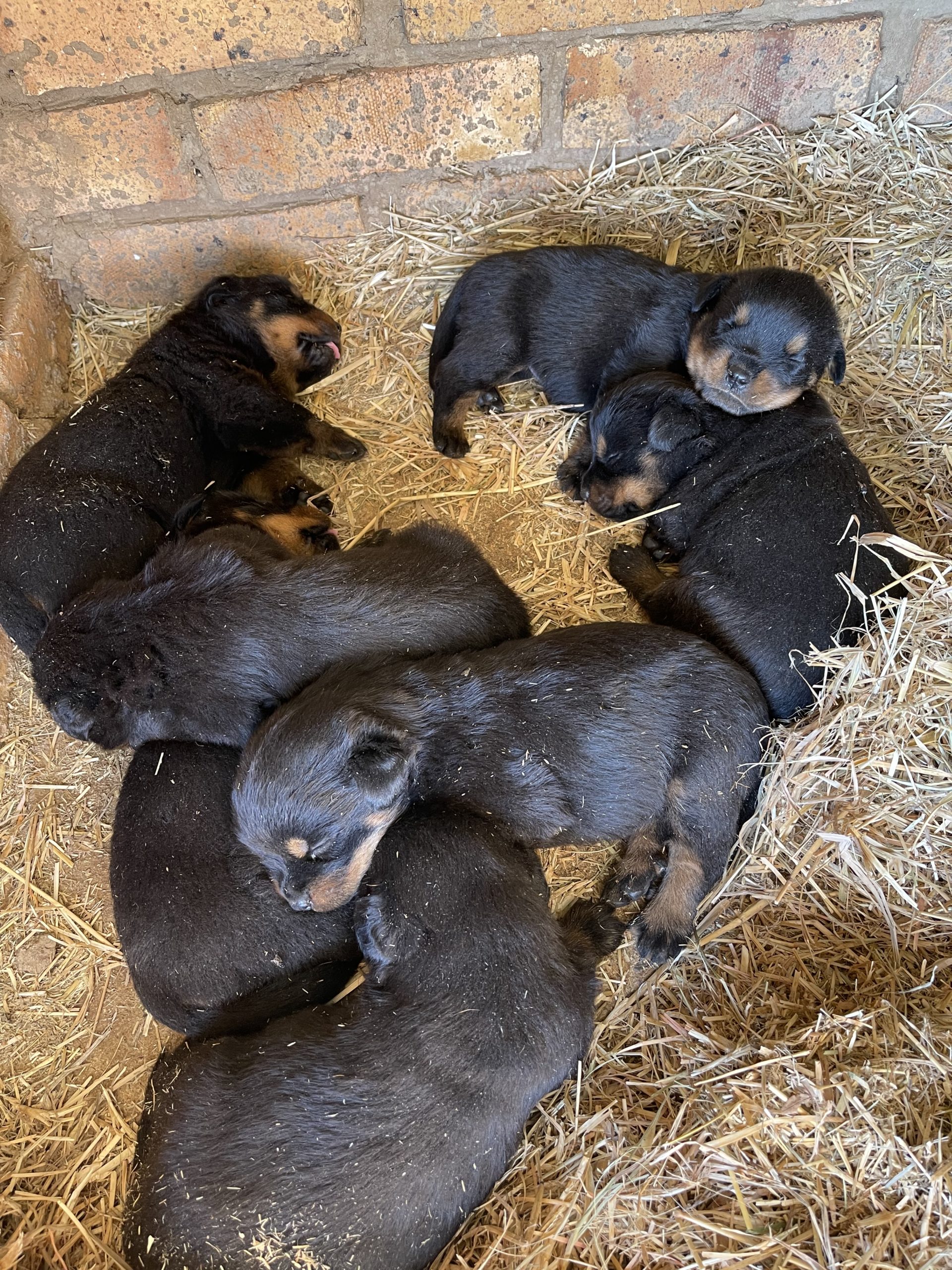 Rottweiler Puppies in Rayton (07/03/2022)