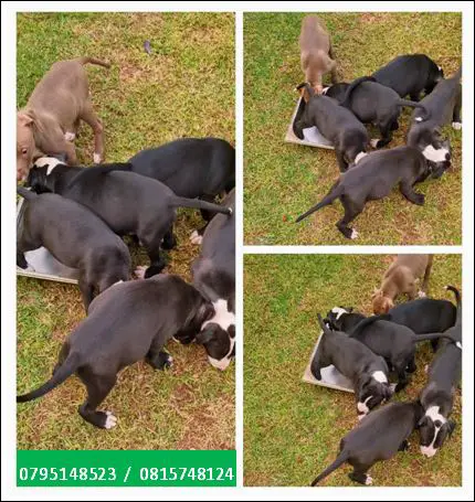 Pitbull Puppies in Pretoria (28/03/2022)