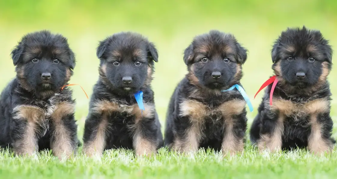 German Sheperd Puppies in Cape Town (28/03/2022)