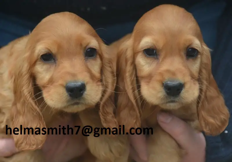 Spaniel Puppies in Brits (22/03/2022)