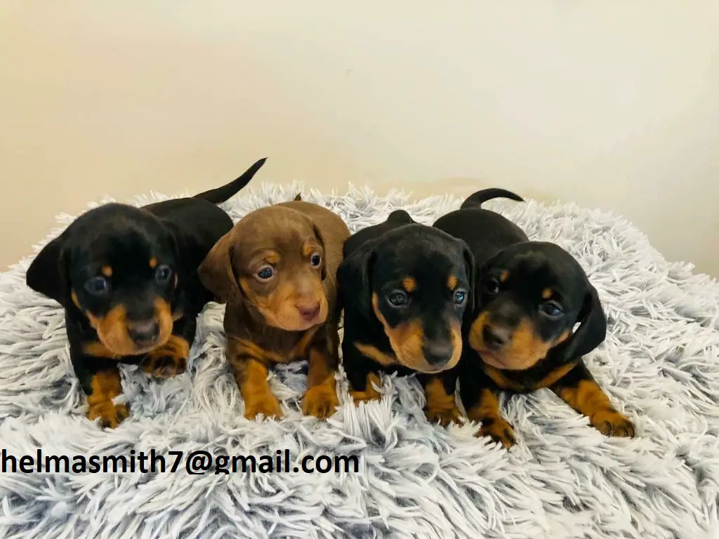 Dachshund Puppies in Cape Town (21/03/2022)