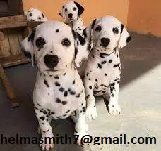 Dalmation Puppies in Bloemfontein (21/03/2022)