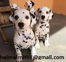 Dalmation Puppies in George (21/03/2022)
