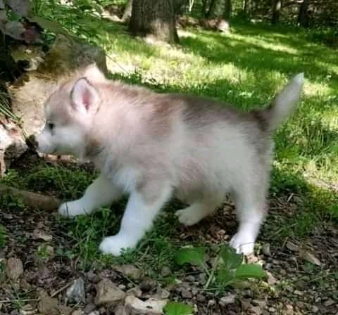 Siberian Husky Puppies in Other (23/03/2022)