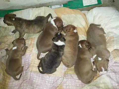 Pitbull Puppies in Kwazulu Natal (19/03/2022)
