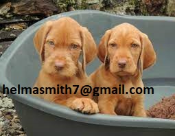 Hungarian Vizsla Puppies in Port Elizabeth (22/03/2022)