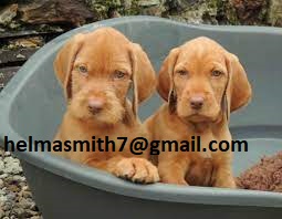 Hungarian Vizsla Puppies in East Rand (22/03/2022)