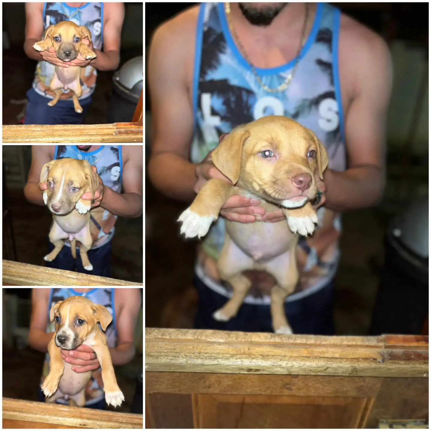 Pitbull Puppies in Johannesburg (09/03/2022)