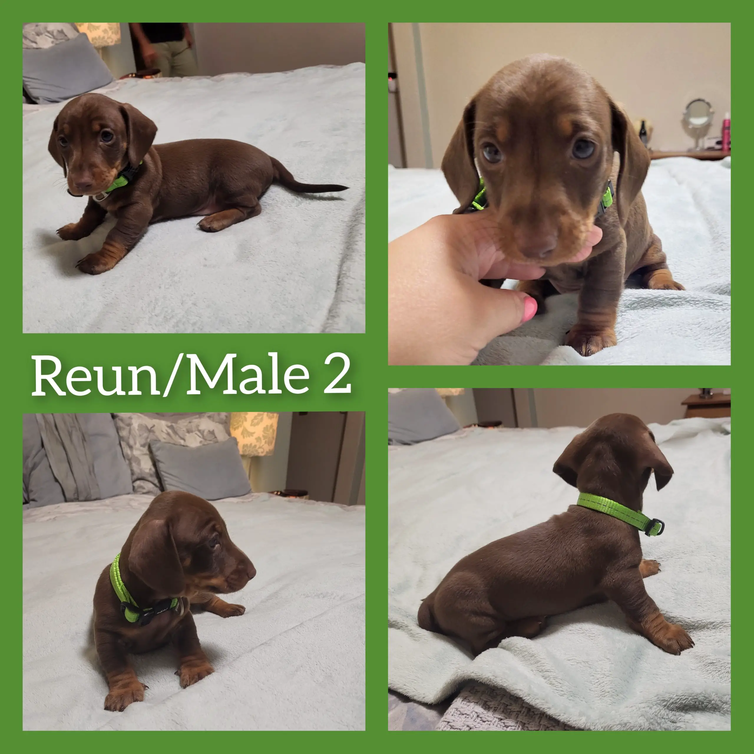 Dachshund Puppies in Other (20/03/2022)