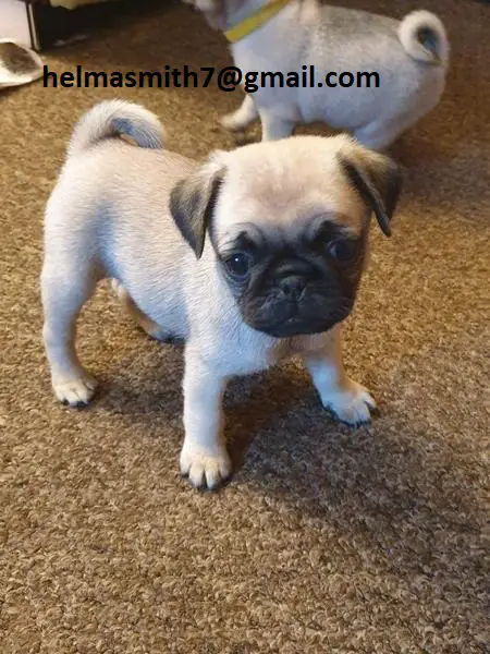 Pug Puppies in Brits (22/03/2022)