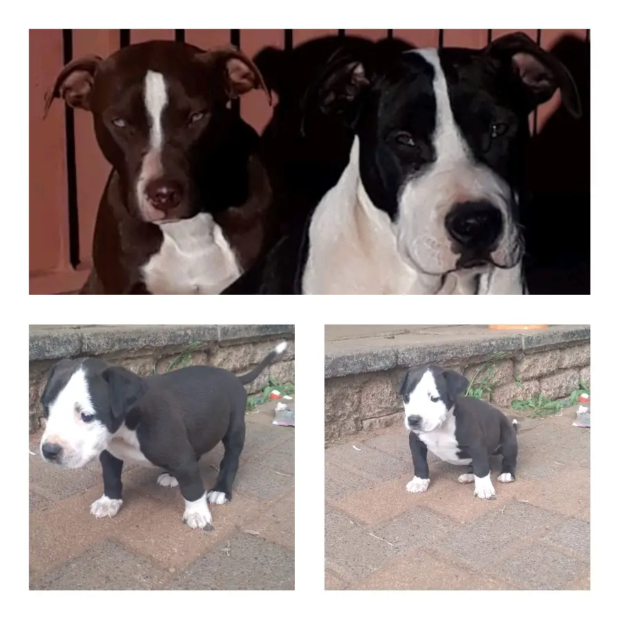 Pitbull Puppies in Johannesburg (23/03/2022)