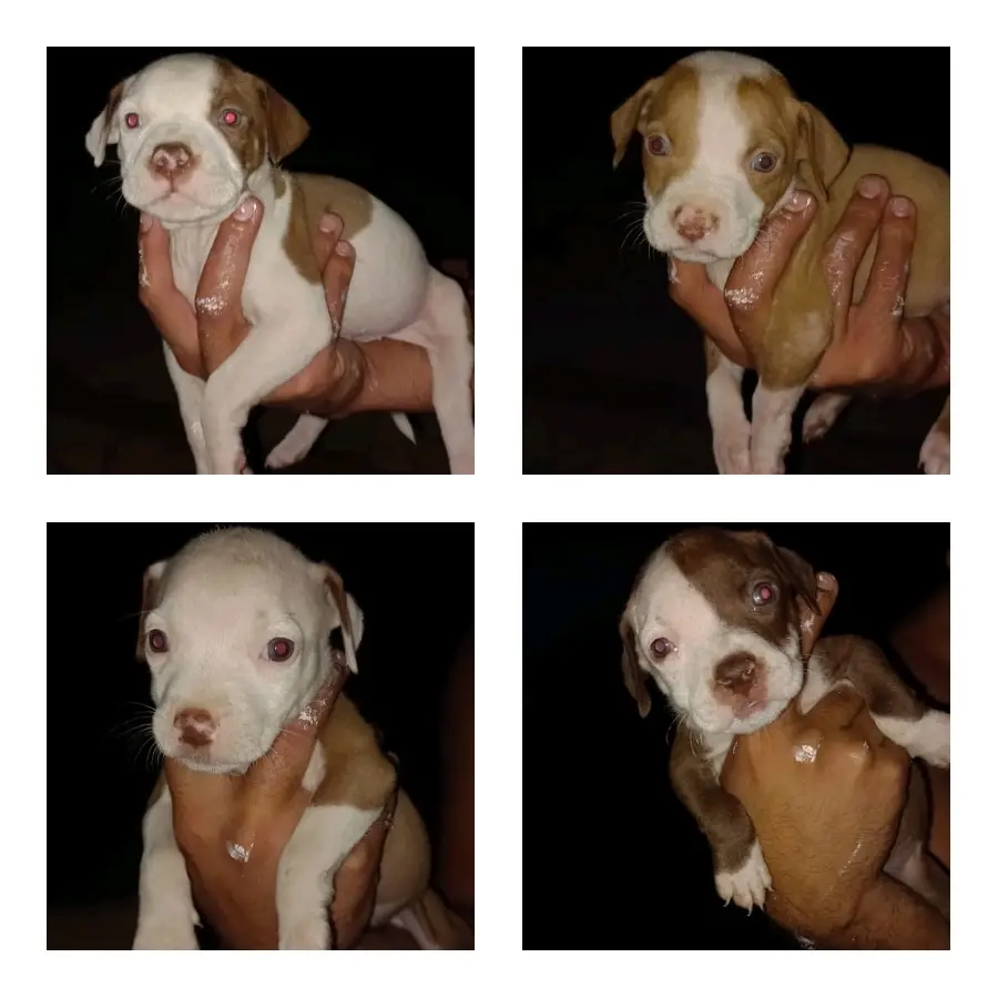 Pitbull Puppies in Johannesburg (23/03/2022)