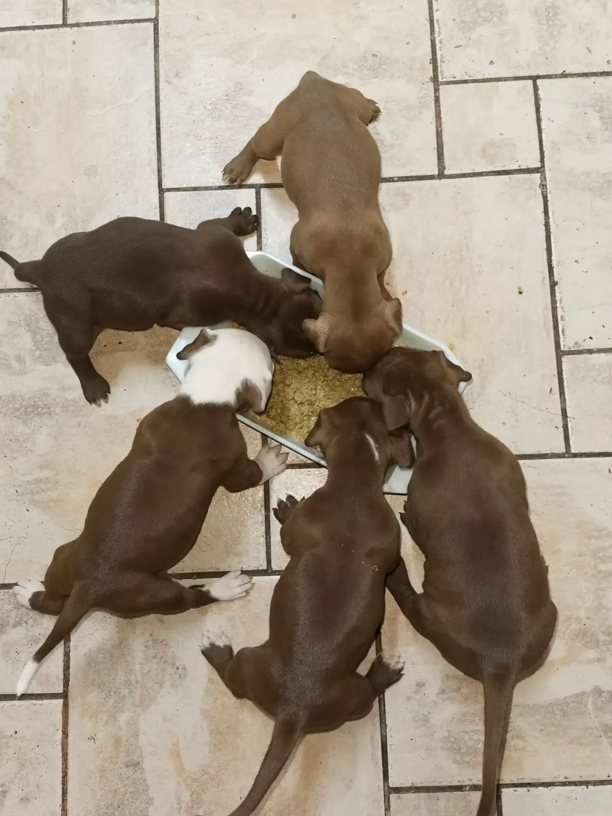 Pitbull Puppies in East Rand (11/03/2022)
