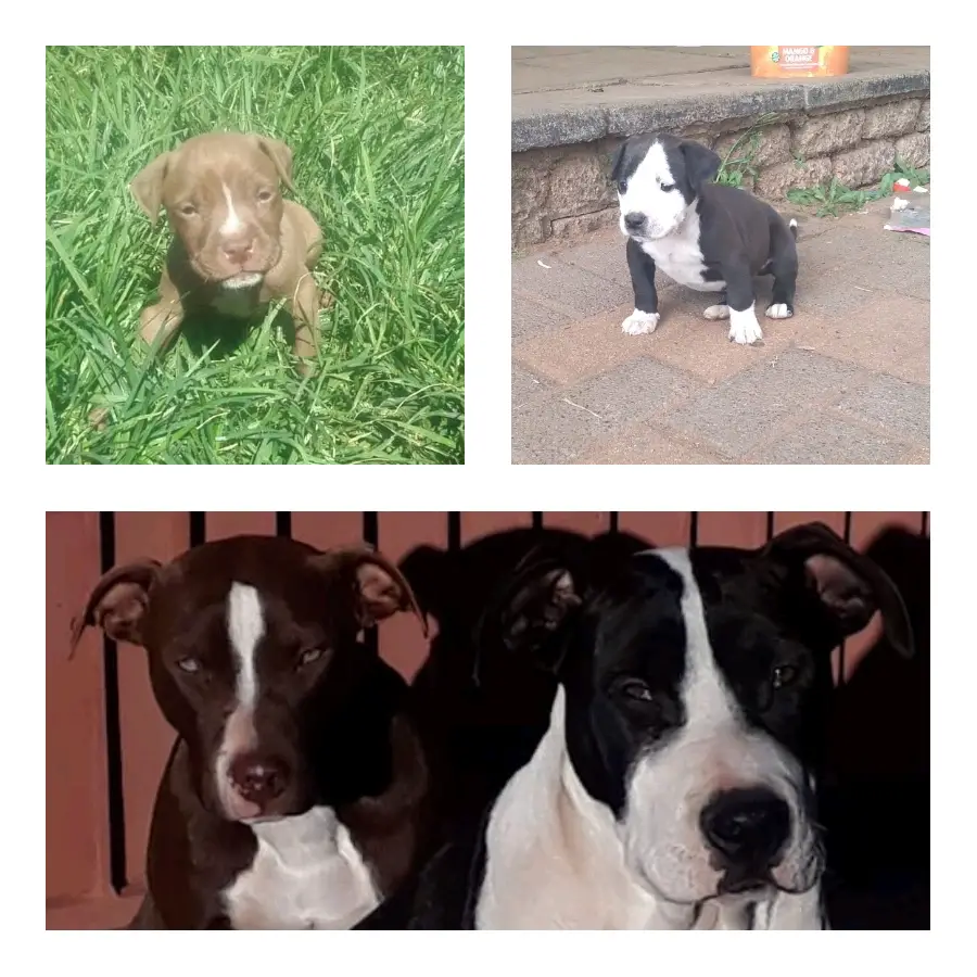 Pitbull Puppies in Johannesburg (24/03/2022)