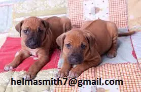 Ridge Back Puppies in East Rand (22/03/2022)